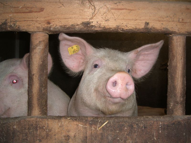 Schweine der Azienda Pedretti
