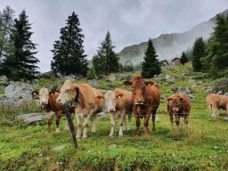 alpe &raquo; alpe