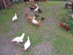 galline &raquo; galline